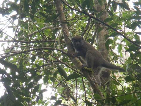 Nancia Nasandratra Raoelinjanakolona - Characterising Lemur Responses ...