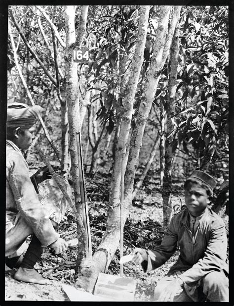 Colonial Science of Cinchona Bark: Interview with Ting Chaong-Wen | Nomansland