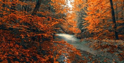 Wallpaper tree, forest, nature, orange branches, tree, autumn desktop ...