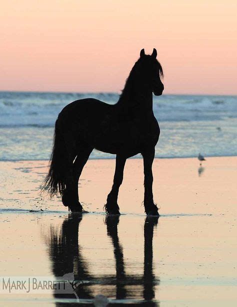 150 Horses Running On The Beach At Sunset ideas in 2021 | horses ...