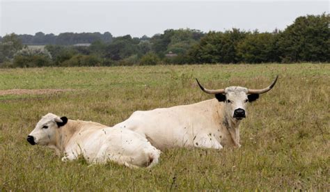 Rare Cattle Breeds - Farmhouse Guide