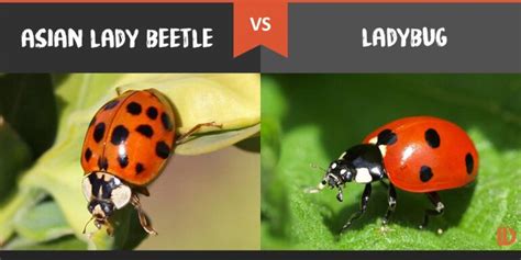 Asian Beetles VS Ladybugs - Get Rid of Them Naturally