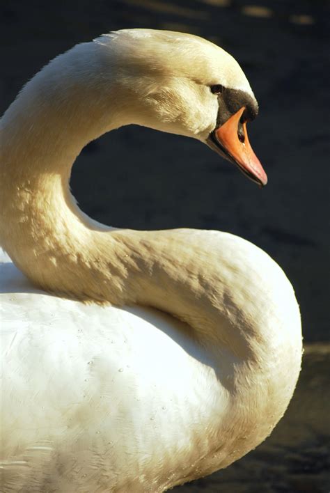 Beautiful swans stir controversy - The Washington Post