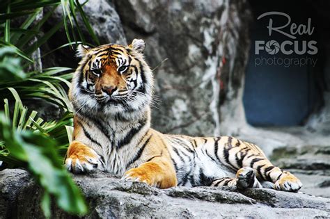 Auckland Zoo on Behance