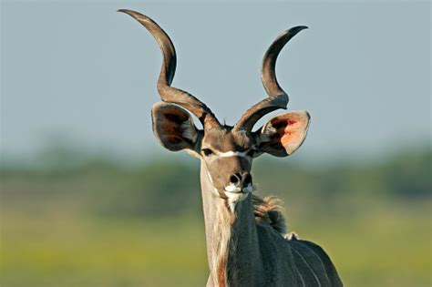 A Kudu Antelope With Long Spiraled Antlers Stock Photo - Download Image Now - iStock