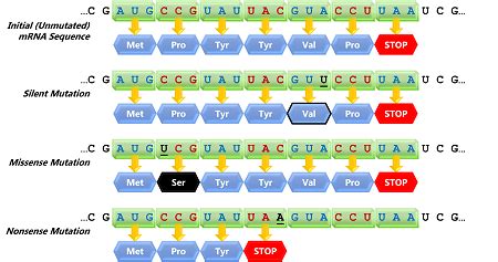 Frameshift Mutations | Types, Examples & Effects - Lesson | Study.com