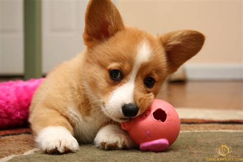 Chó Corgi sẽ rất buồn và phá phách nếu không được ra ngoài chơi