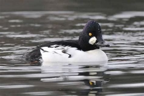 Ducks in Ohio (18 Species With Pictures) - Bird Feeder Hub