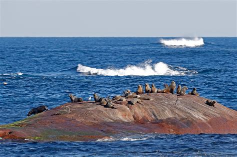 Augusta Whale Watching Eco Tour with Naturaliste Charters