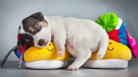 Sleeping Puppy - Dogs Wallpaper (38910804) - Fanpop