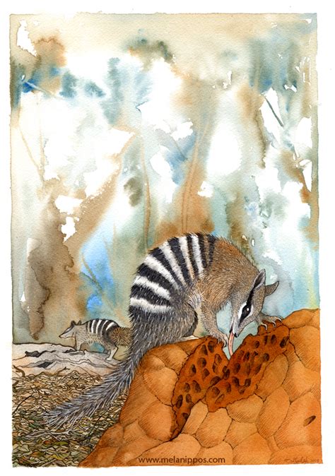 Numbat habitat study by melanippos on DeviantArt