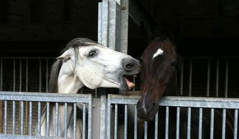 Signals in horse communication | By Marijke de Jong