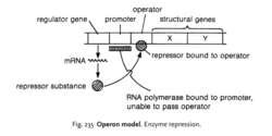 Operon model | definition of operon model by Medical dictionary