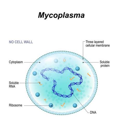 Mycoplasma Symptoms, Carriers, Types, Treatment, Prevention | STD.GOV Blog