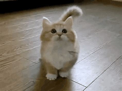 Cat GIF - Find & Share on GIPHY