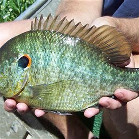 Are sunfish safe to eat? - DIY Seattle