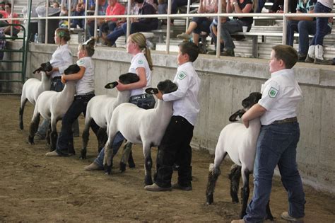 Fawson Farm: Showing animals at the Fair