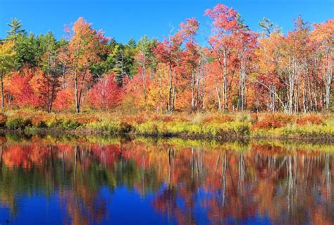 Where to Find Early Fall Foliage in New England - New England