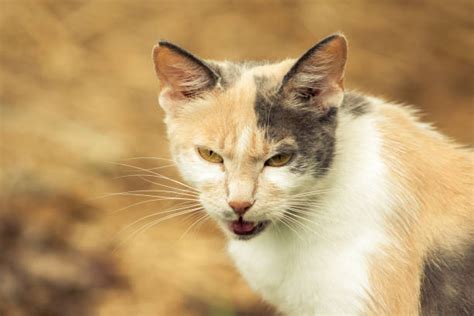 Very Angry Ginger Cat Stock Photos, Pictures & Royalty-Free Images - iStock