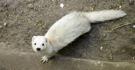 Mongoose vs Ferret: What Are the Differences? - A-Z Animals