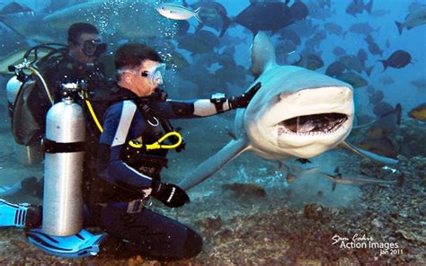 Diving with Bull Sharks in Pacific Harbour, Fiji – Bucket Tripper