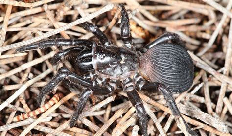 Fourteen new trapdoor spider species described in WA - Australian Geographic