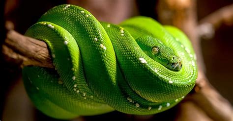 10 Beautiful Green Animals - A-Z Animals