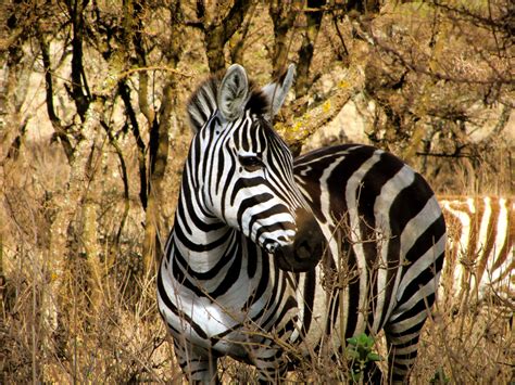 Free Images : nature, white, wildlife, portrait, africa, park, black, flora, fauna, savanna ...