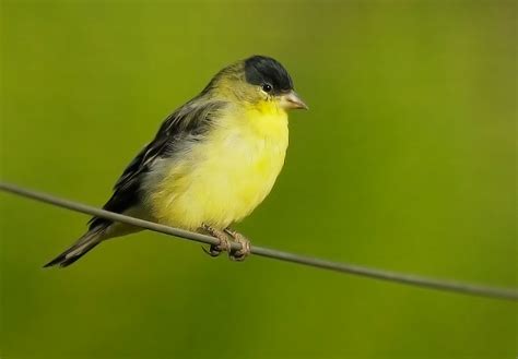 Lesser Goldfinch