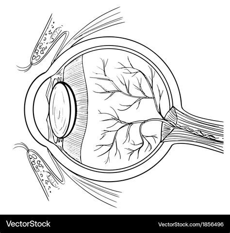 Anatomy of the human eye Royalty Free Vector Image