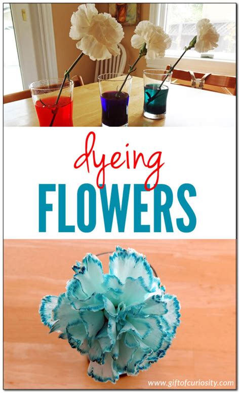 Preschool botany lesson part 2 - dyeing flowers - Gift of Curiosity