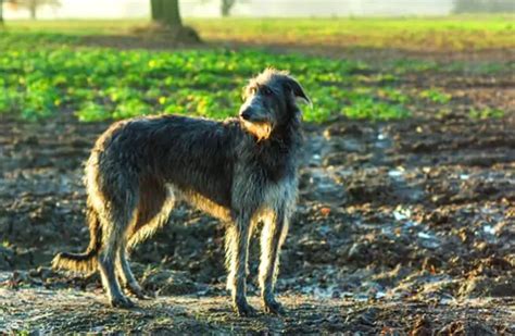 Scottish Deerhound - Description, Energy, Health, Interesting Facts