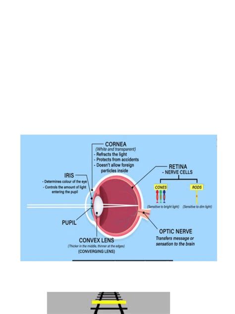 Vision System | PDF