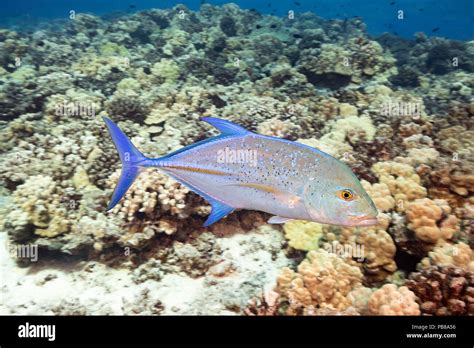 Bluefin trevally or jack, Caranx melampygus, Hawaii Stock Photo - Alamy