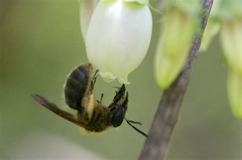 Pollinator Conservation Tactics for Organic Fruit Production | The Integrated Crop Pollination ...