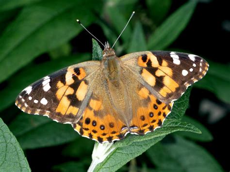 Painted Lady Butterflies Are Abundant In Many Areas—What Now? | CropWatch | University of ...