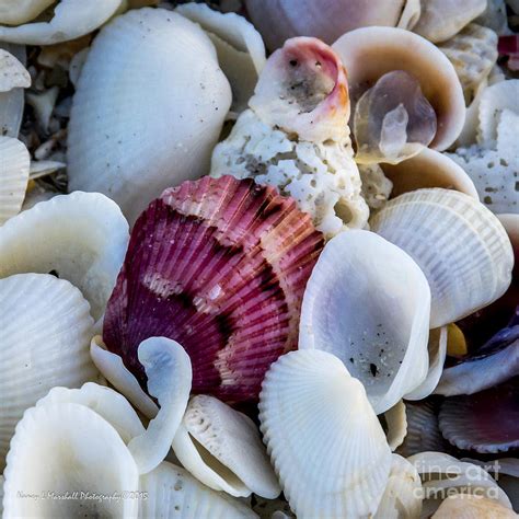 Sanibel Island Shells 14 Photograph by Nancy L Marshall - Fine Art America