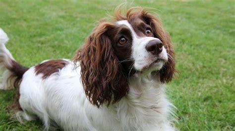 Brittany Spaniel Training Guide | Our Deer | Brittany spaniel, Brittany dog, Spaniel