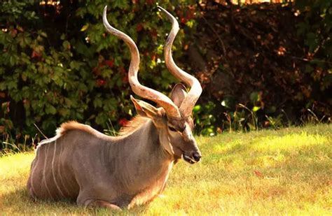 Kudu - Description, Habitat, Image, Diet, and Interesting Facts