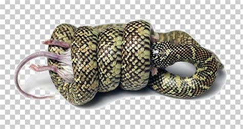 Snake Constriction PNG, Clipart, Animals, Background, Background Size ...