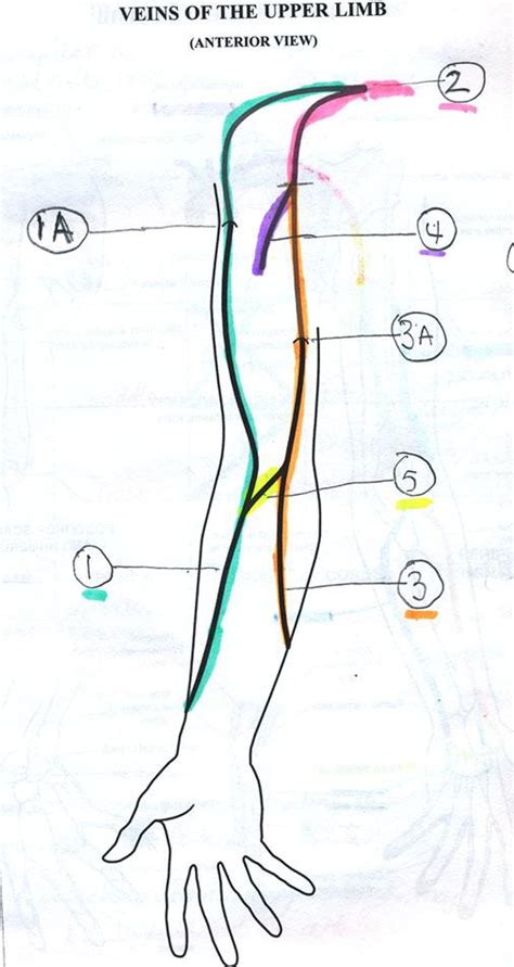 cephalic vein anatomy - ModernHeal.com