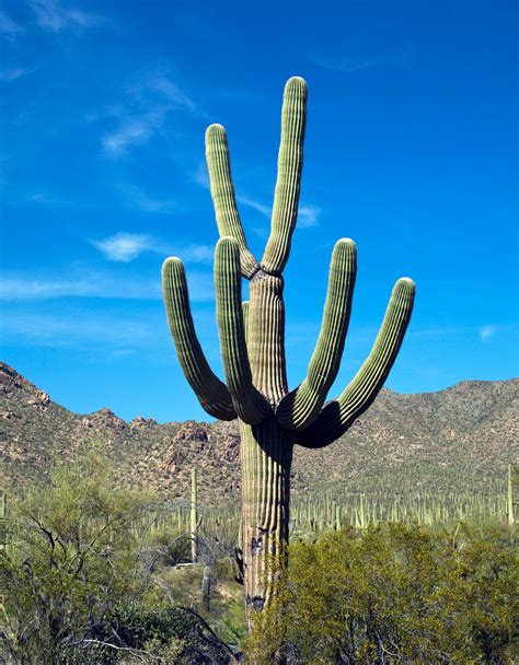 Saguaro Cactus near Tucson in Arizona, USA. Original image from Carol ...