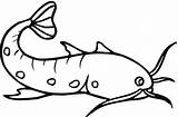 Catfish coloring Page  Free Printable Coloring Pages sketch template