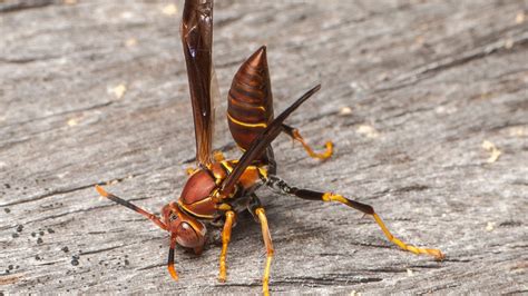 Giant Hornet In Nc | Bruin Blog