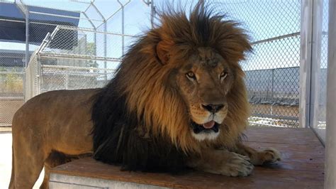 Lion Habitat Ranch | Things to do in Henderson, Las Vegas