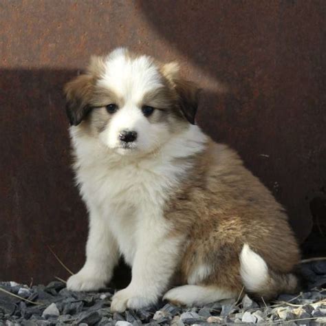 Great Pyrenees Mix Puppies For Sale | Greenfield Puppies