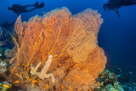 Red Sea Coral Reefs And Water Plants Photographs Picture And HD Photos | Free Download On Lovepik