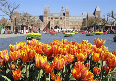 Tulips from Amsterdam | Tulips, Planting tulips, Dutch tulip