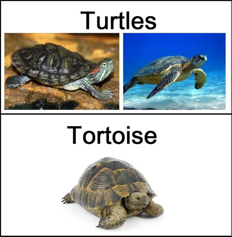 Difference between turtles and tortoises | Turtle, Tortoise, Australian animals