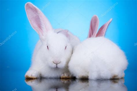 Two white rabbits in funny position — Stock Photo © feedough #5231264